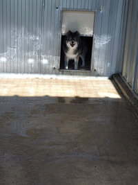 Courettes extérieures des Chiens